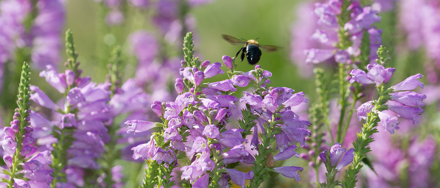 Bienenfreundliche Stauden