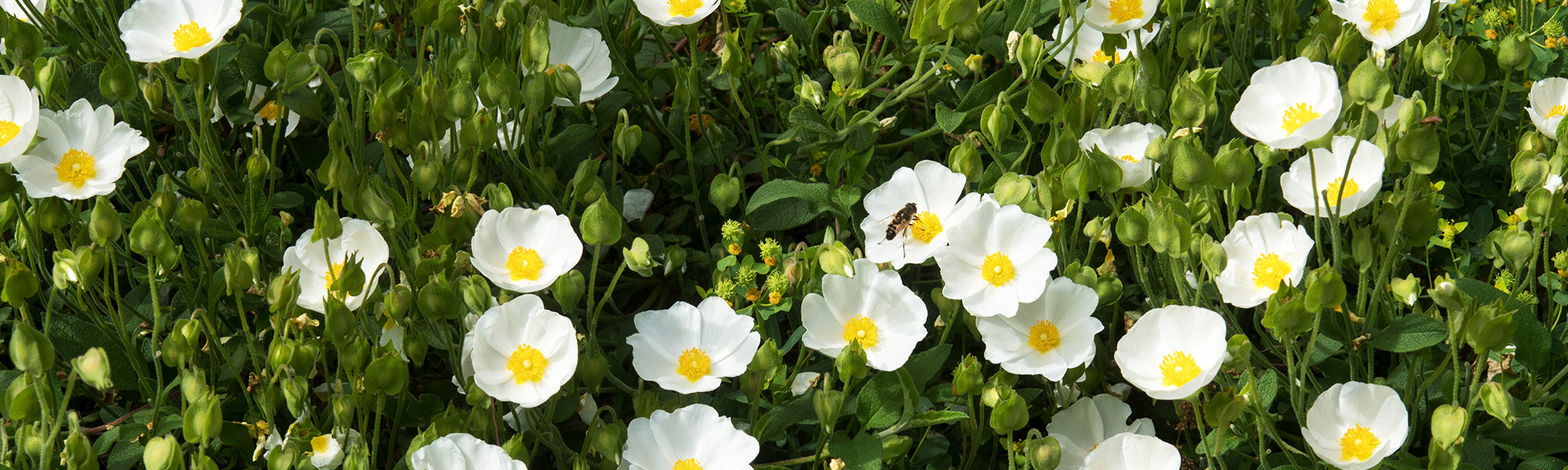 Salbeiblättrige Zistrose - Cistus salviifolius