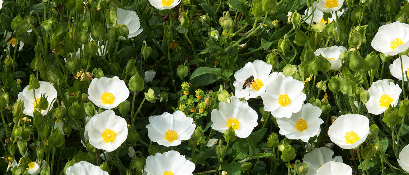 Cistus