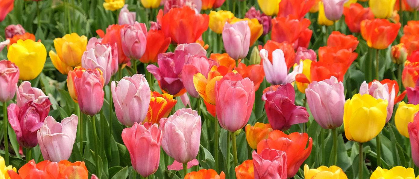 Tulpe
