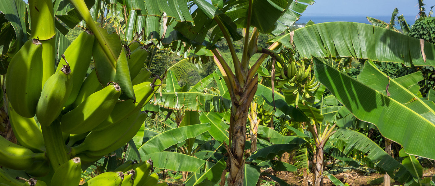 Bananenstaude