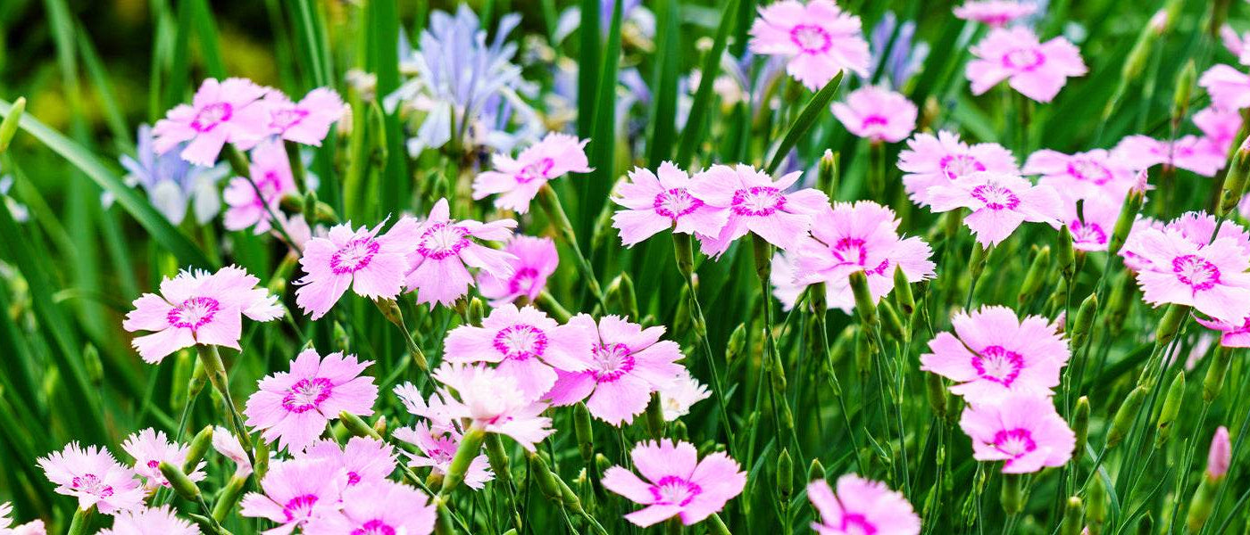 Chinesische Nelke - Dianthus chinensis