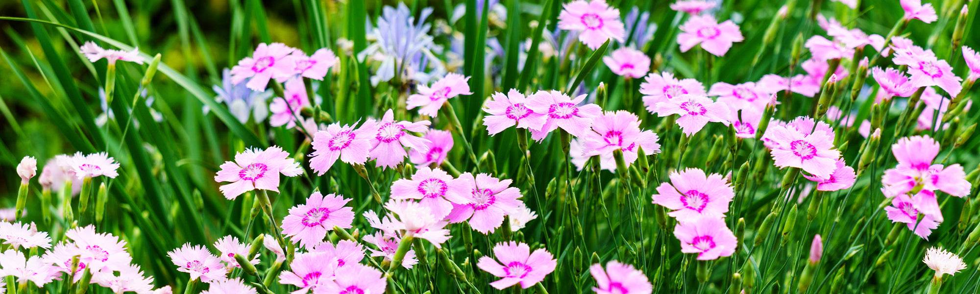 Chinesische Nelke - Dianthus chinensis