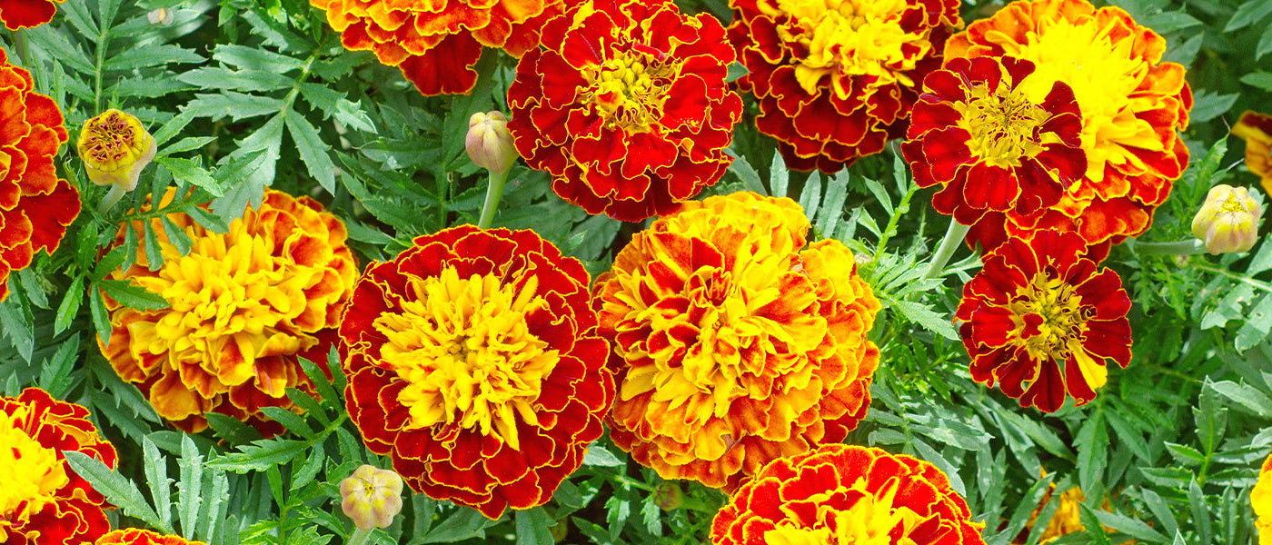 Studentenblumen und Indische Rosen