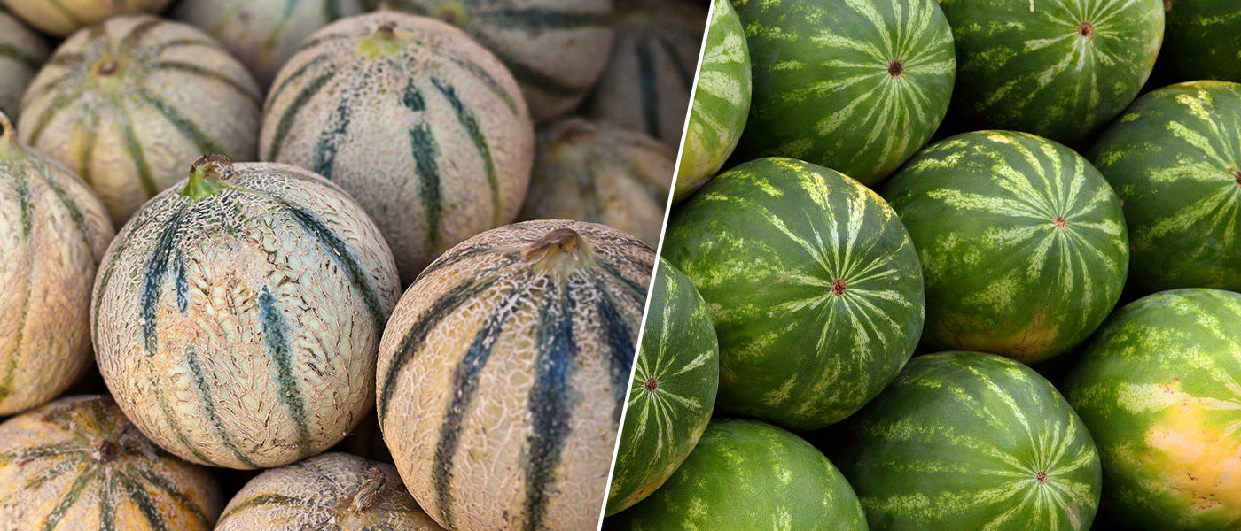 Melonen- und Wassermelonenpflanzen