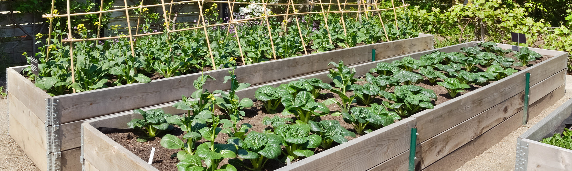Ein individueller Gemüsegarten