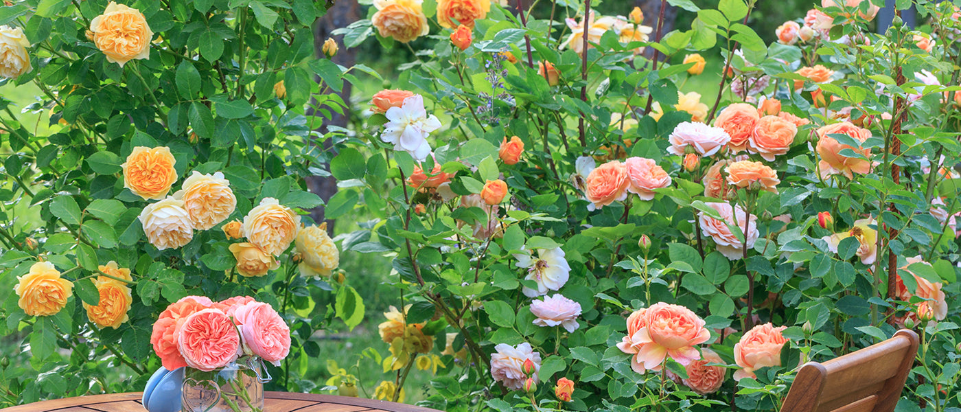 Prachtvolle Blütenrosen