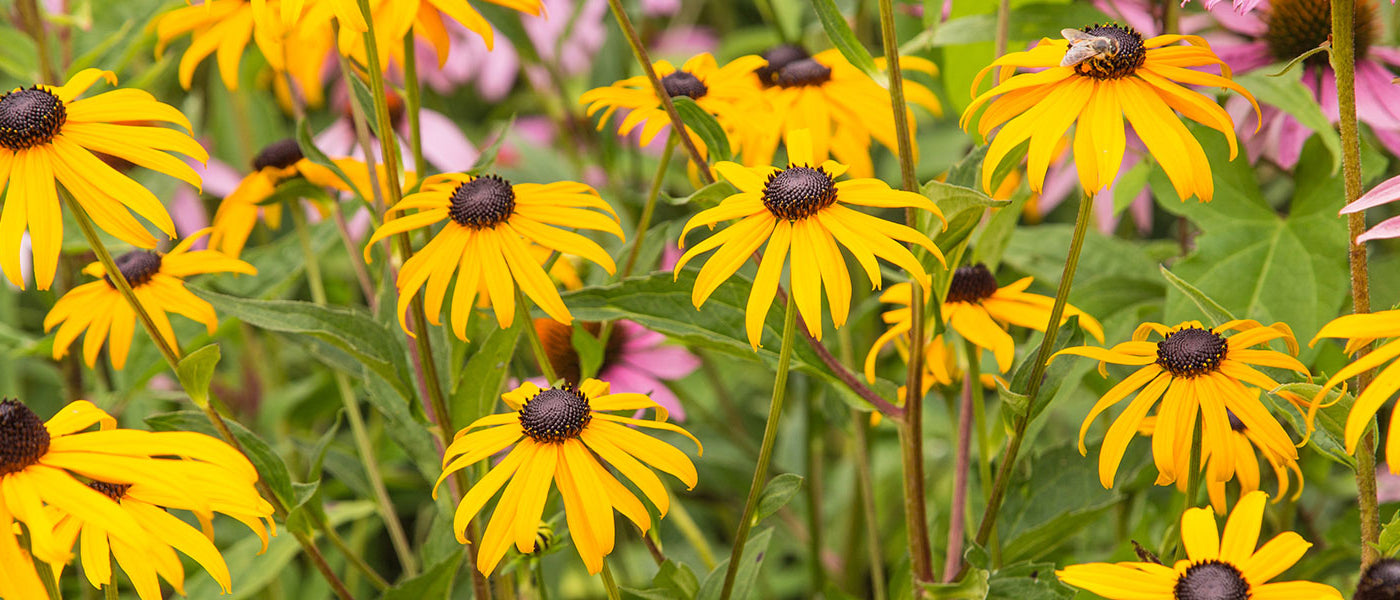 Rudbeckien