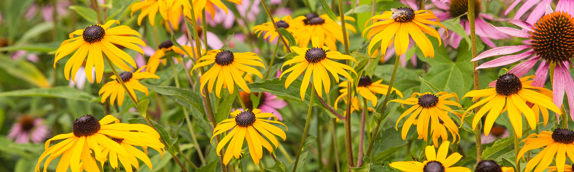 Rudbeckien