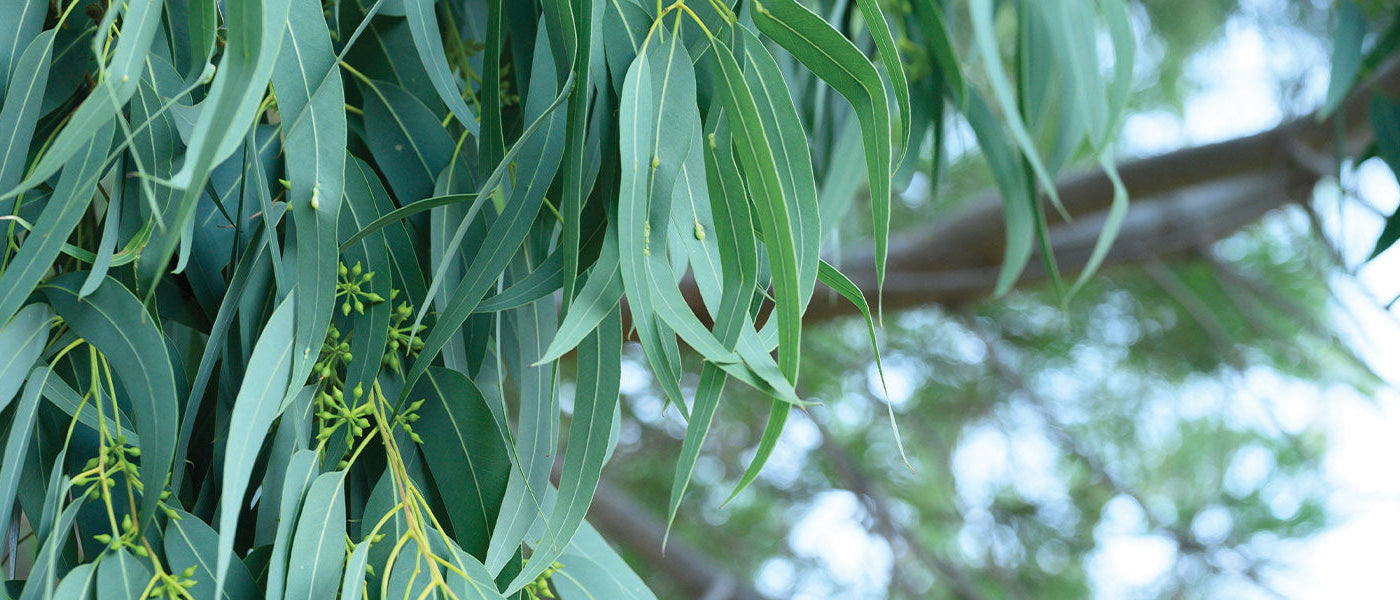 Regenbogen-Eukalyptus - Eucalyptus deglupta