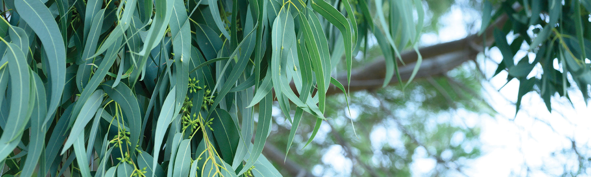Blaugummibaum - Eucalyptus globulus