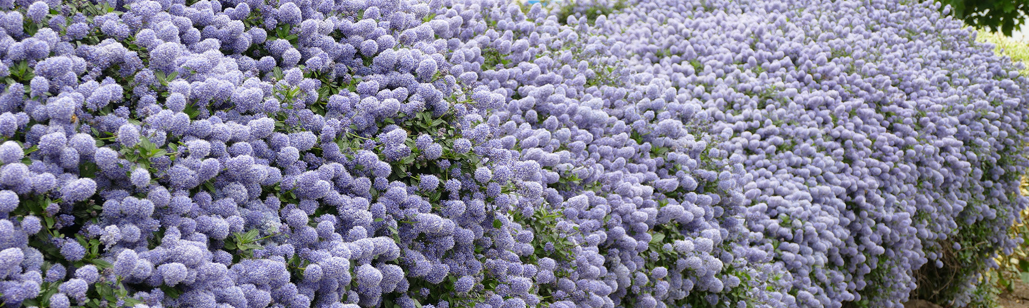 Niederliegender Flieder - Ceanothus prostratus