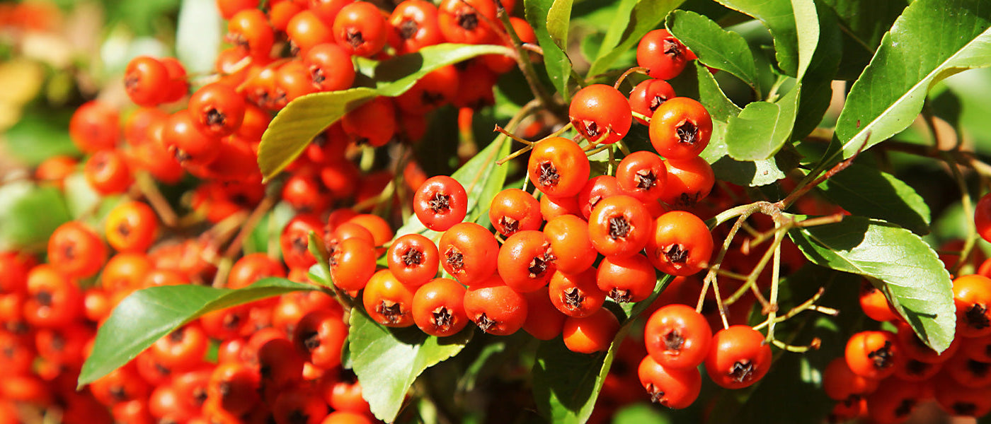 Feurige Pracht - Pyracantha