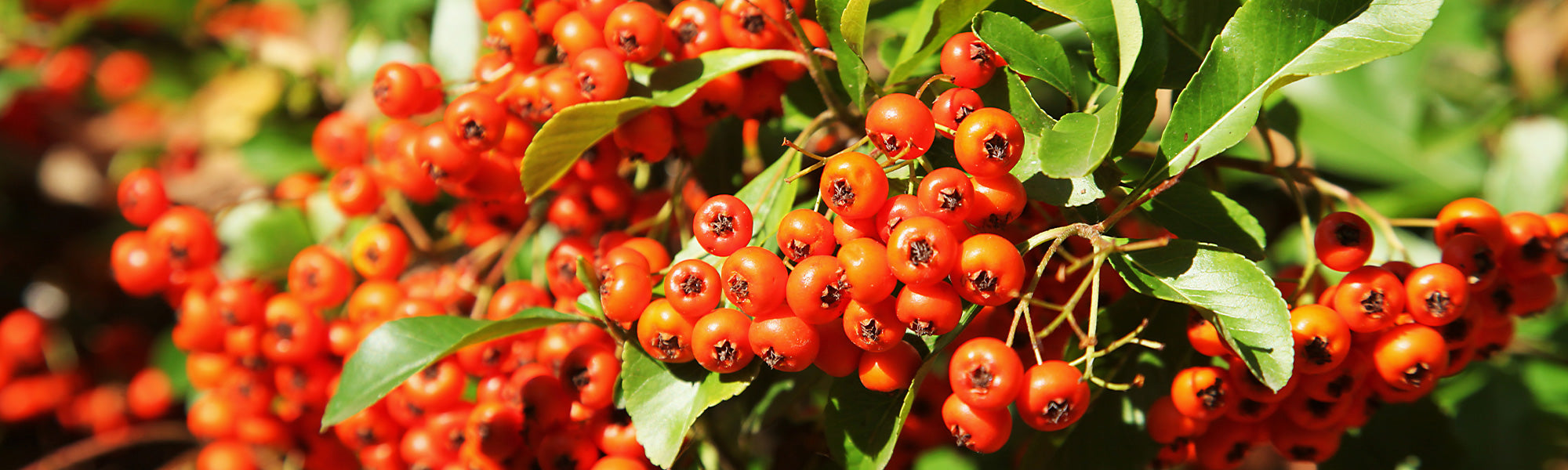 Feurige Pracht - Pyracantha