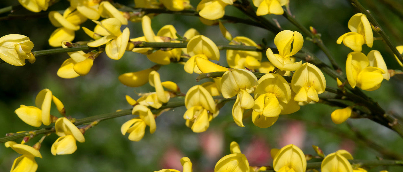 Färber-Ginster - Genista tinctoria