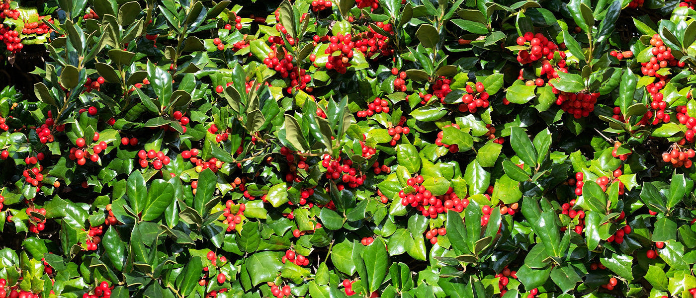 Japanische Stechpalme - Ilex crenata