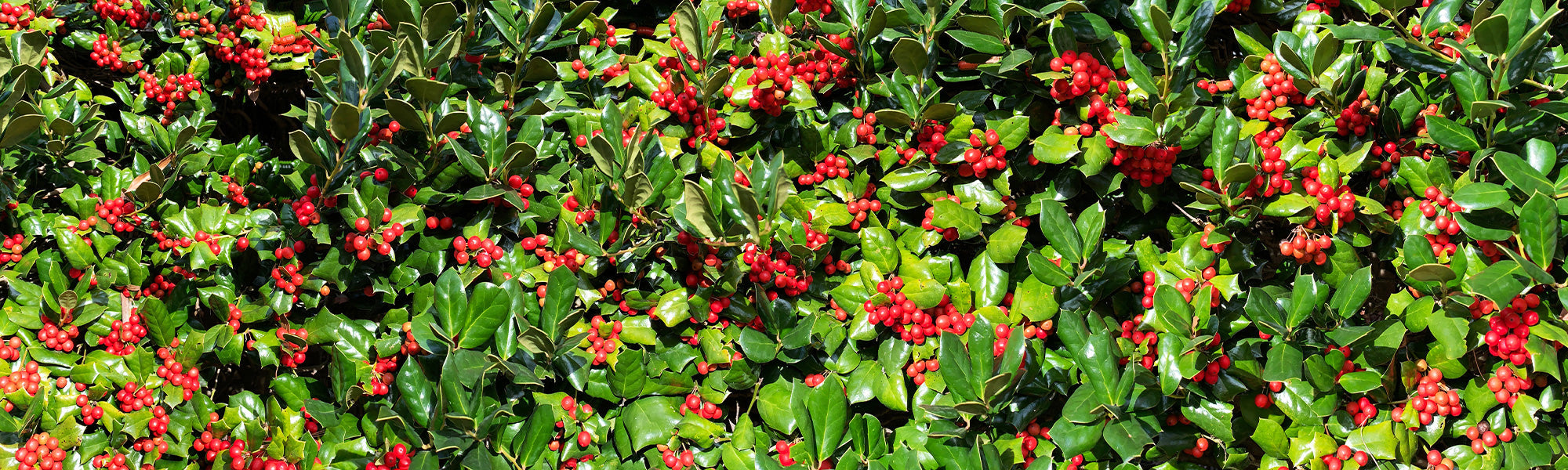 Japanische Stechpalme - Ilex crenata