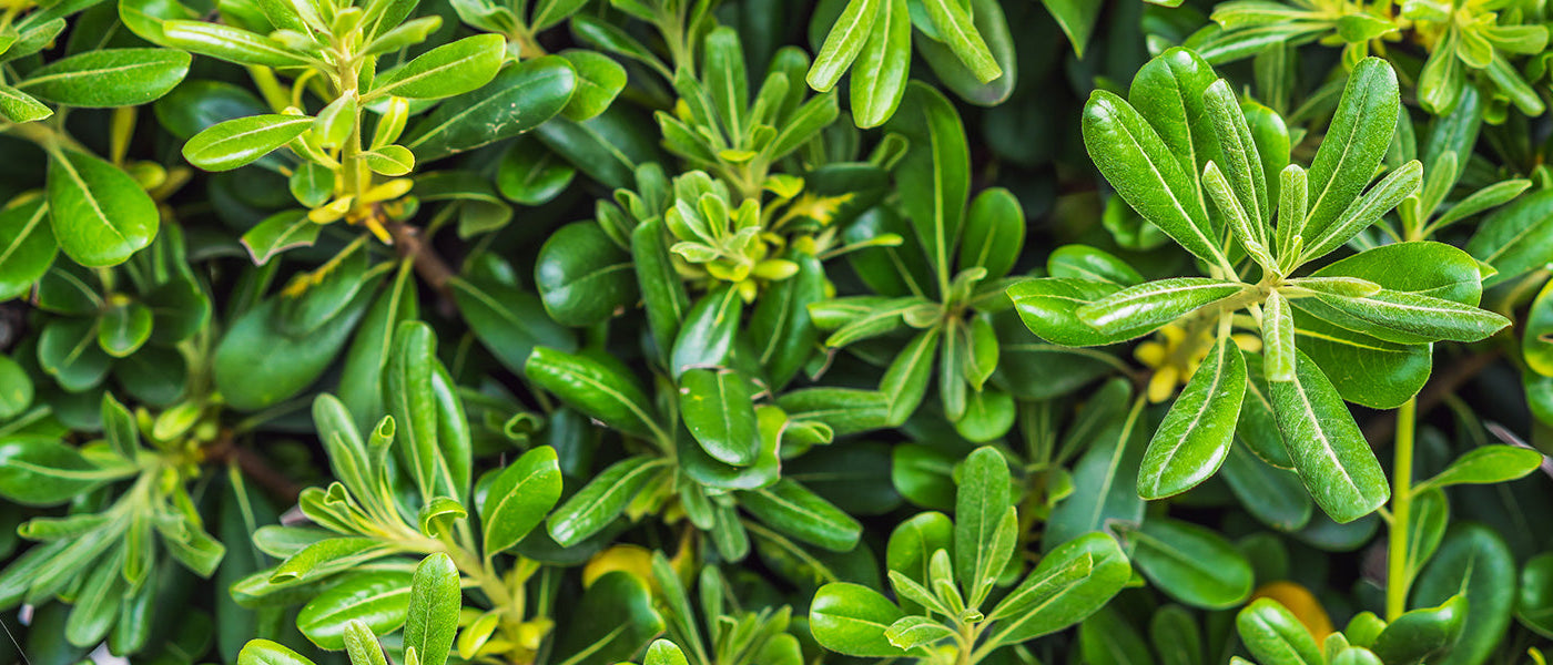 Pittosporum-Strauch