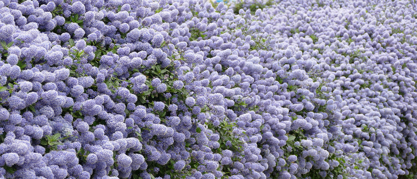 Amerikanischer Flieder - Ceanothus americanus