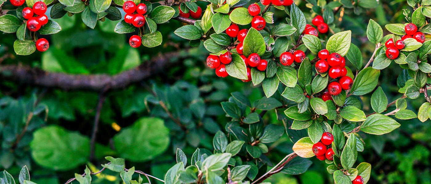 Dammer-Zwergmispel - Cotoneaster dammeri