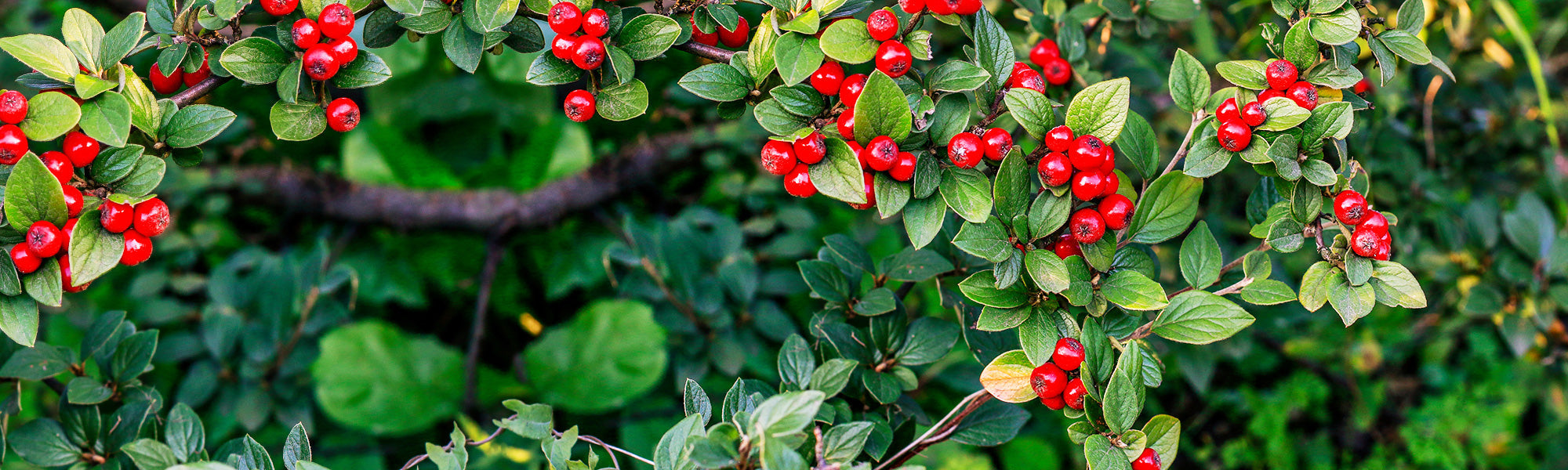 Dammer-Zwergmispel - Cotoneaster dammeri