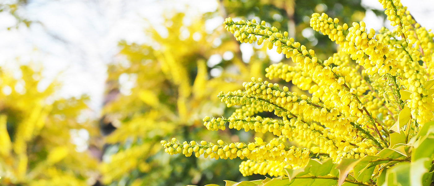 Mahonia-Magie