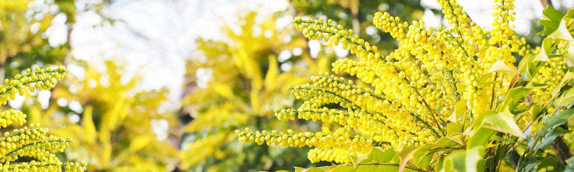 Mahonia-Magie