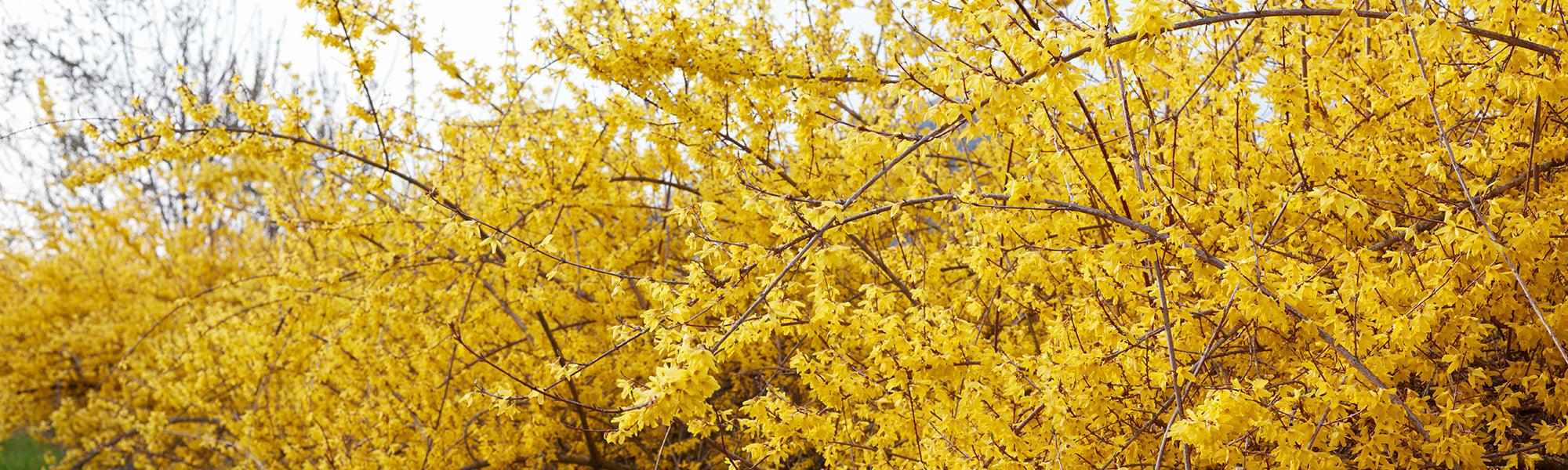 Hängende Forsythie - Forsythia suspensa