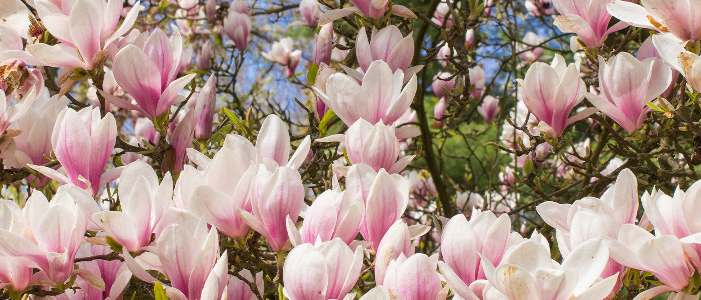Magnolien