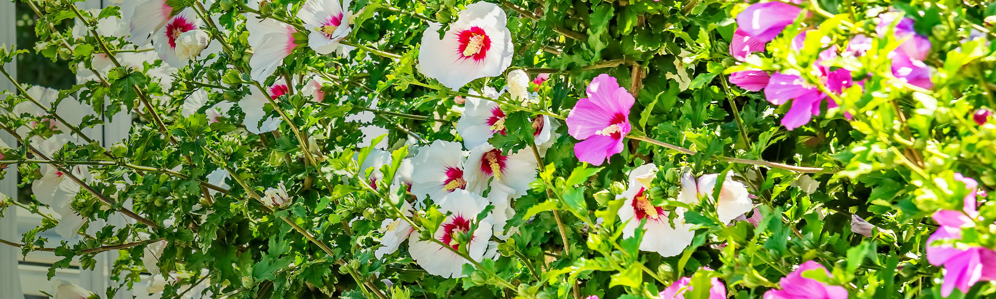 Garteneibisch - Hibiscus syriacus