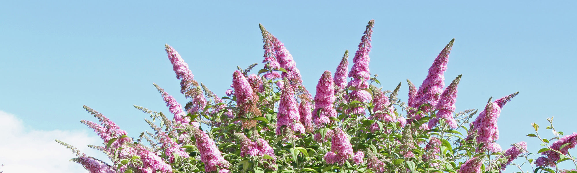 Schmetterlingsbäume