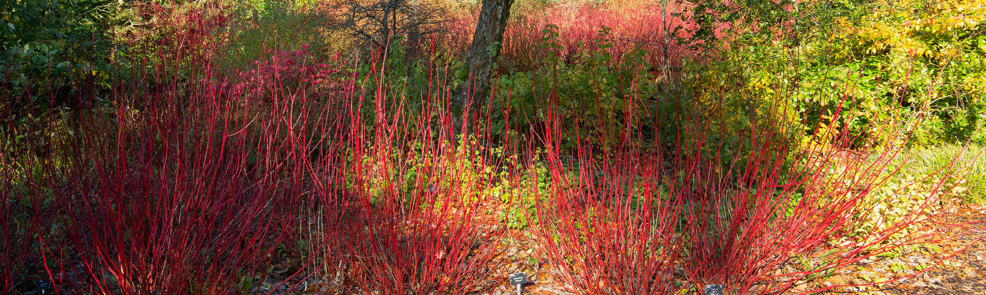 Blutroter Hartriegel - Cornus sanguinea