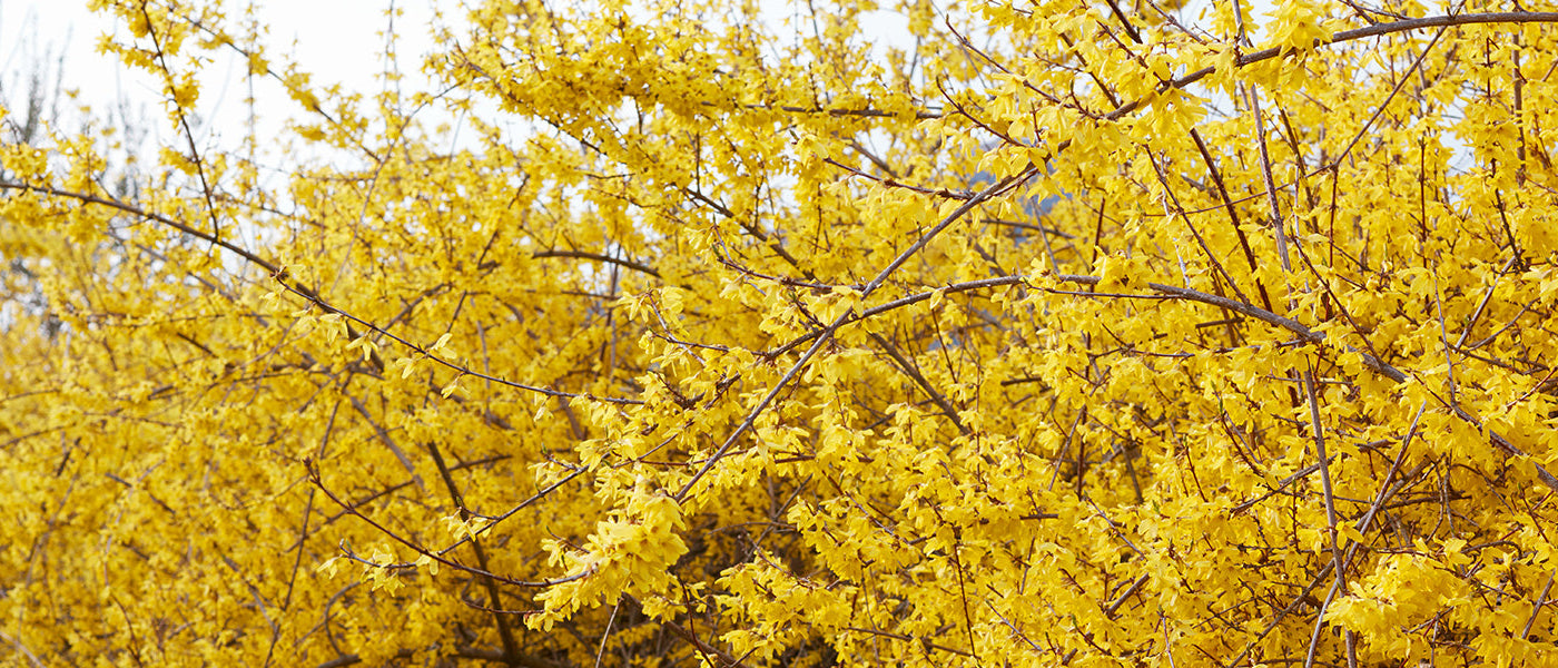 Forsythien