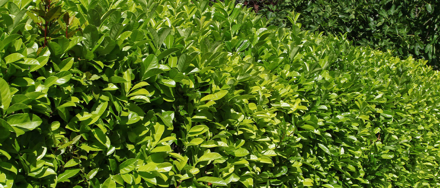 Azoren-Lorbeer - Laurus azorica
