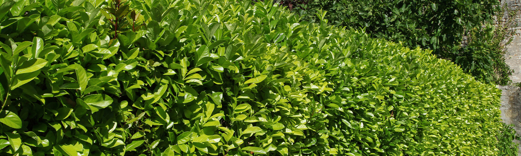 Azoren-Lorbeer - Laurus azorica
