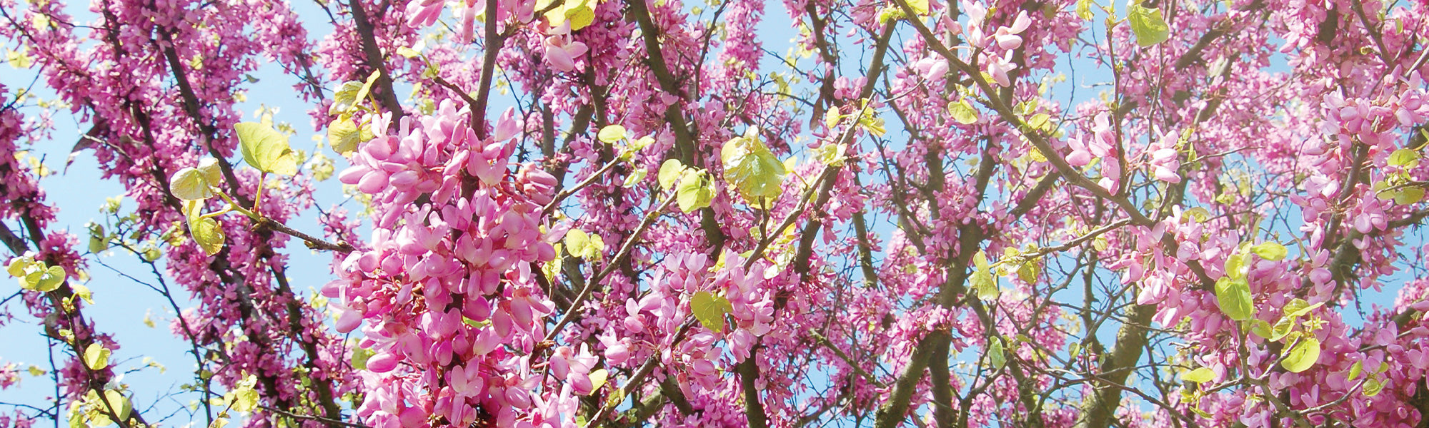 Exotische Sträucher