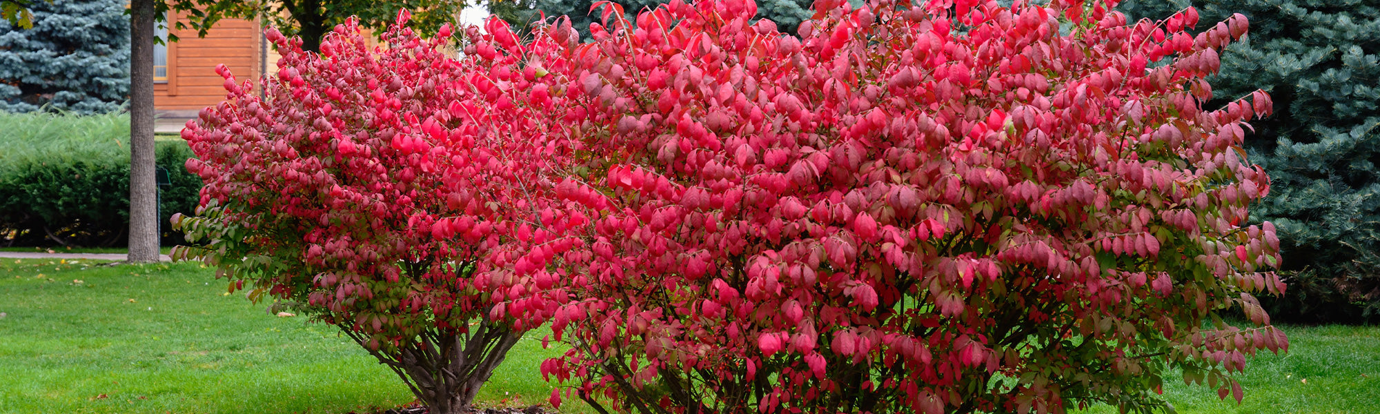 Europäisches Pfaffenhütchen - Euonymus europaeus