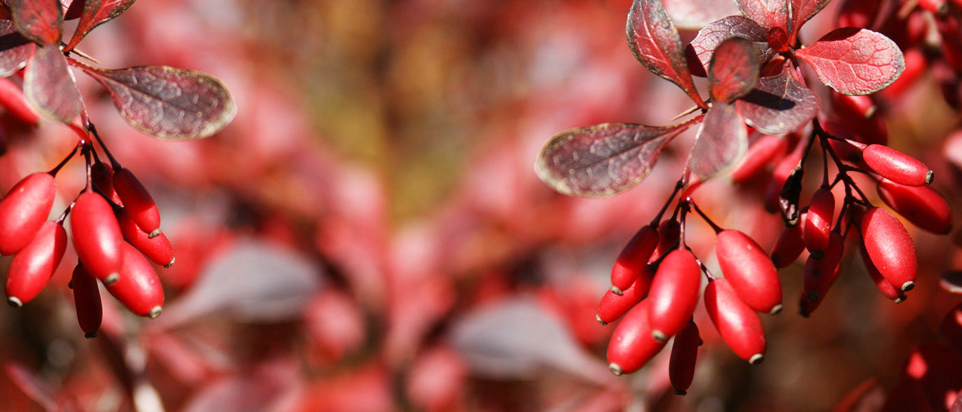 Stechlaubige Mahonie - Berberis aquifolium