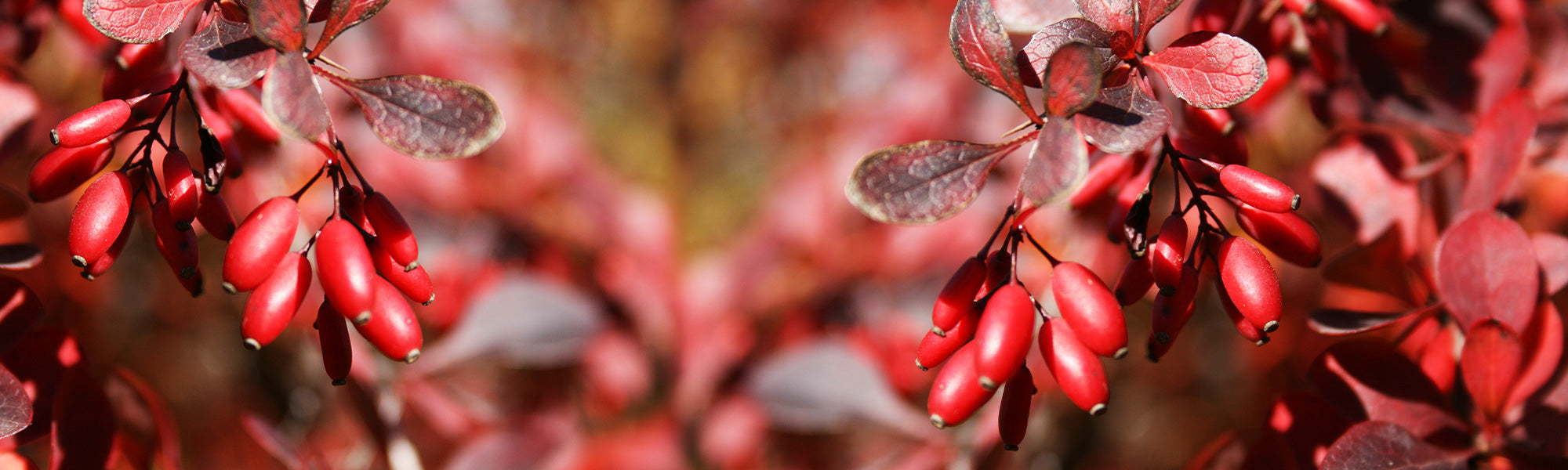 Stechlaubige Mahonie - Berberis aquifolium