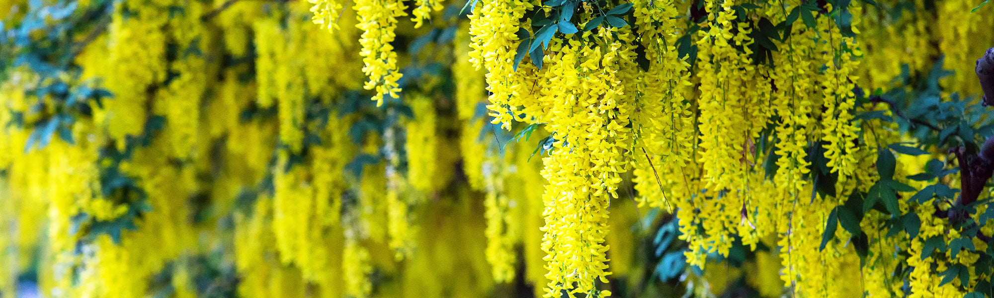 Besenginster - Cytisus scoparius