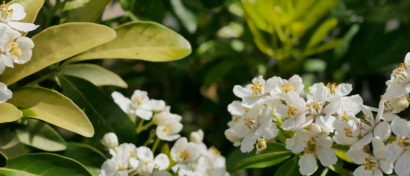 Mexikanische Orangenblüten