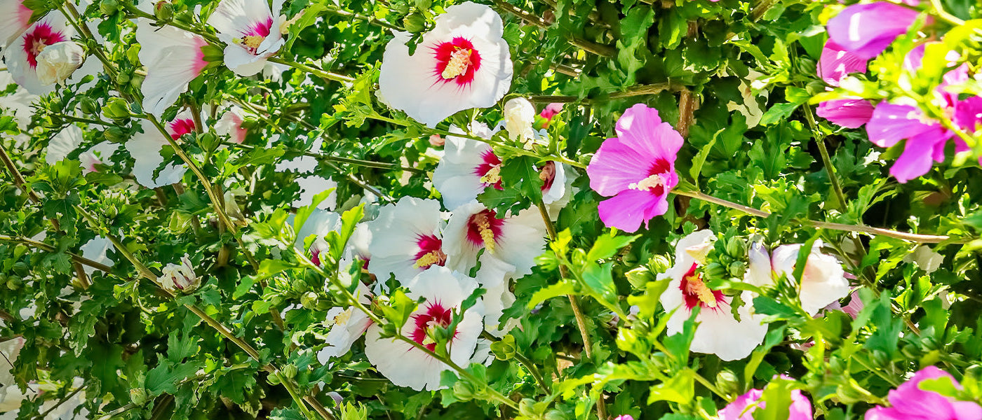 Sumpf-Eibisch - Hibiscus moscheutos