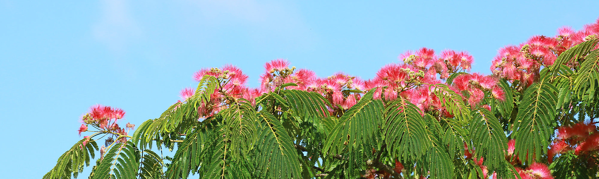 Guillains Albizie - Albizia guillainii