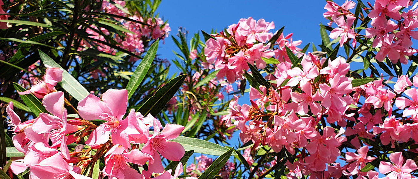Spanischer Oleander - Nerium hispanicum