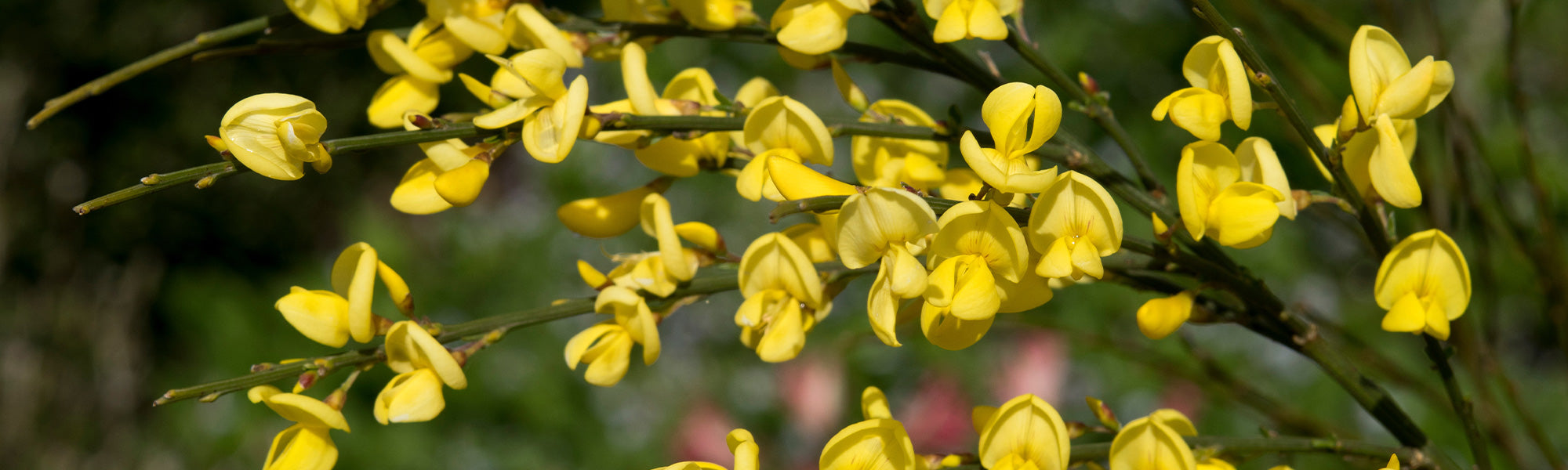 Ätna-Ginster - Genista aetnensis