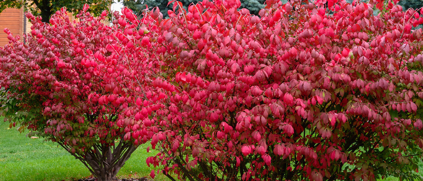 Kletterspindel - Euonymus fortunei