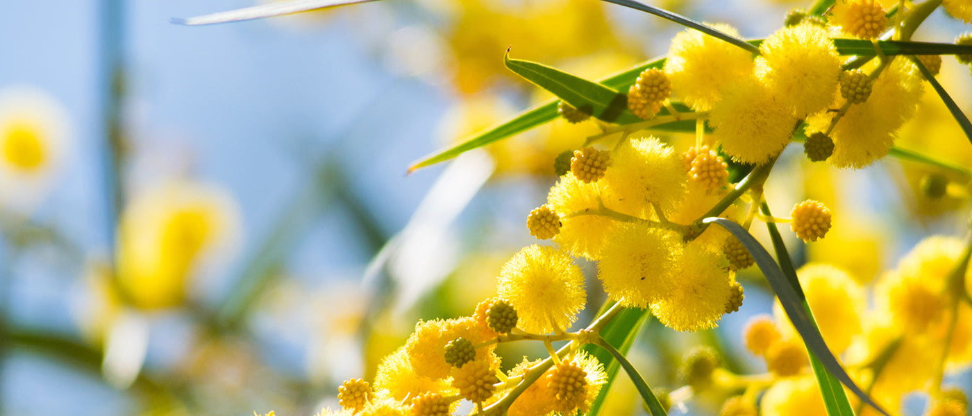 Mimosen