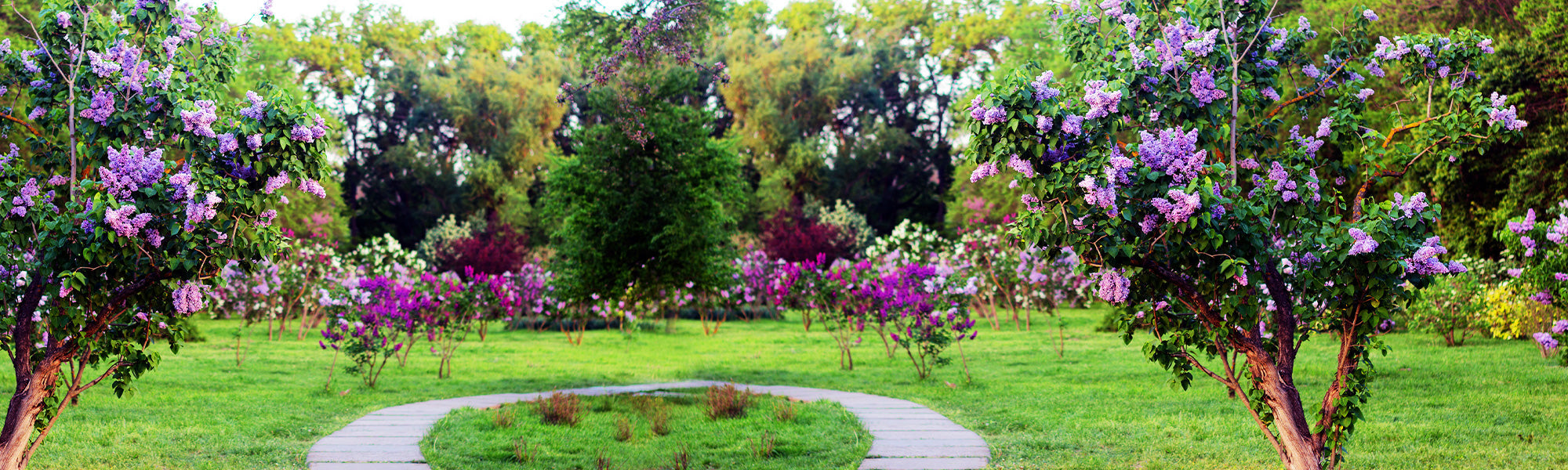 Kleine Bäumchen auf Stamm