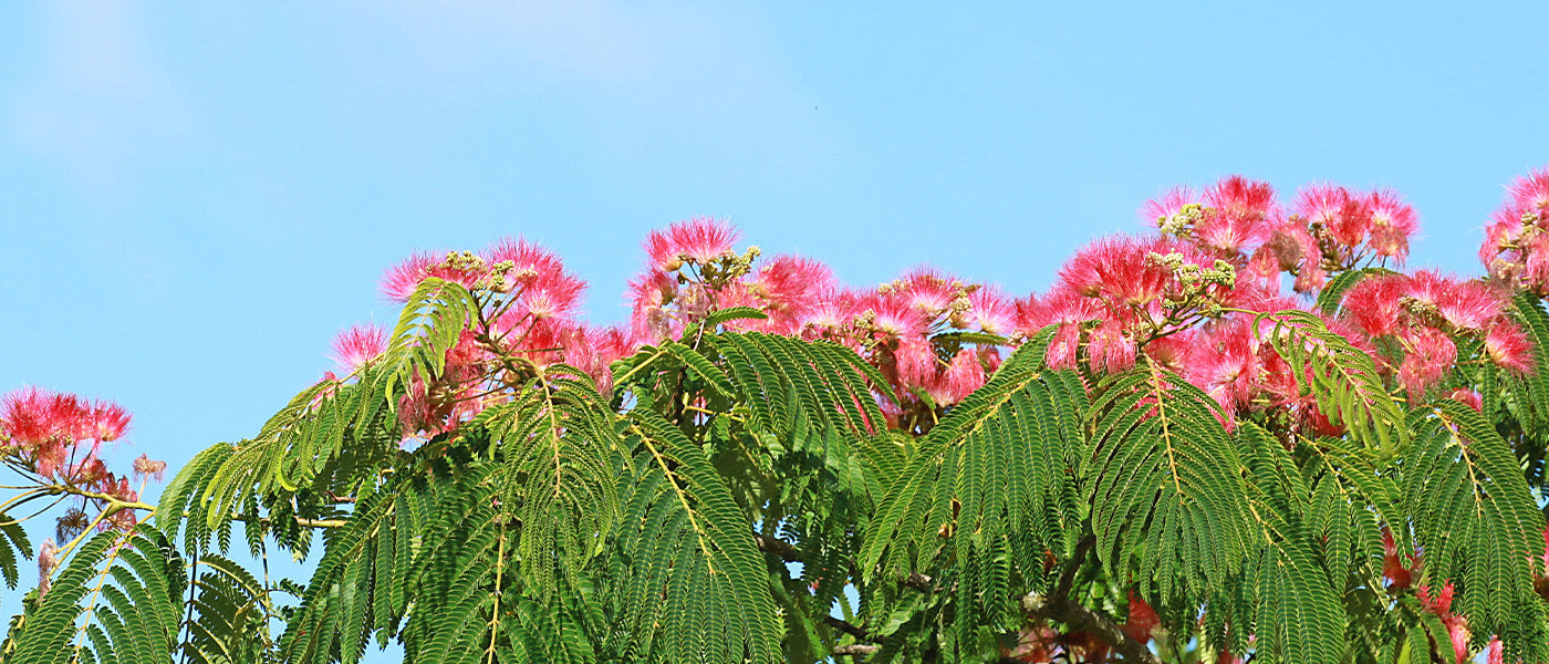 Adiantumblättrige Albizie - Albizia adianthifolia