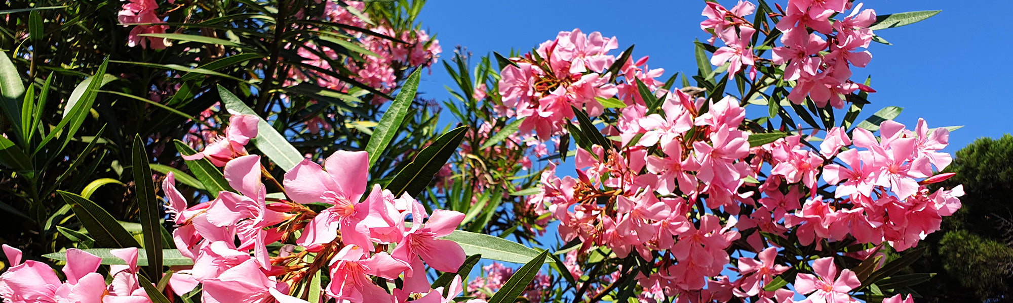 Gelber Oleander - Nerium luteum